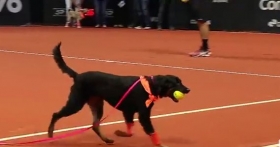 I cani raccattapalle (Video)