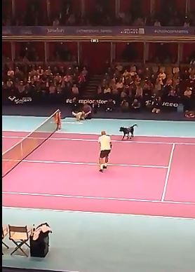 Video de Giorno: I cani raccattapalle