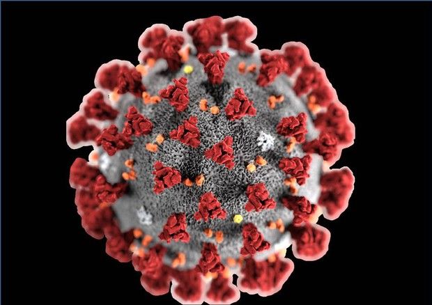 Coronavirus: a rischio la tournée australiana?