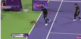 Video del Giorno: E sul set point arriva un gatto