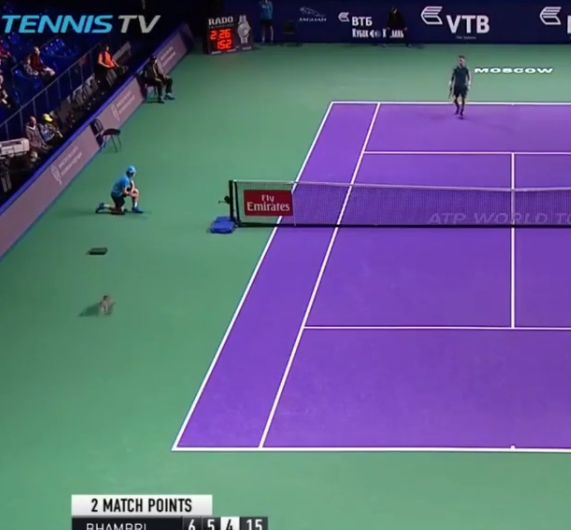 Video del Giorno: Arriva un gatto sul match point