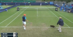 Ed un gatto interruppe un punto