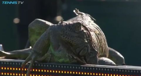 Video del Giorno: Alla fine arrivò l'Iguana