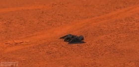 Video del Giorno: Un pipistrello a Madrid