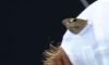 Australian Open: Il campione è stato trovato? Jannik Sinner ha ricevuto una visita da una farfalla proprio come Novak Djokovic e Naomi Osaka